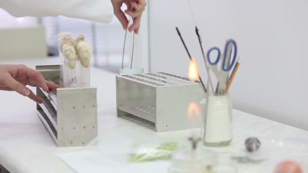 Trabalhos de laboratório microbiológico com tubos de ensaio — Vídeo de Stock