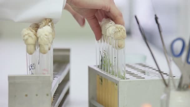 Travaux de laboratoire microbiologique avec éprouvettes — Video