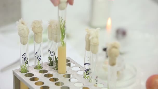 Trabajos microbiológicos de laboratorio con tubos de ensayo — Vídeos de Stock