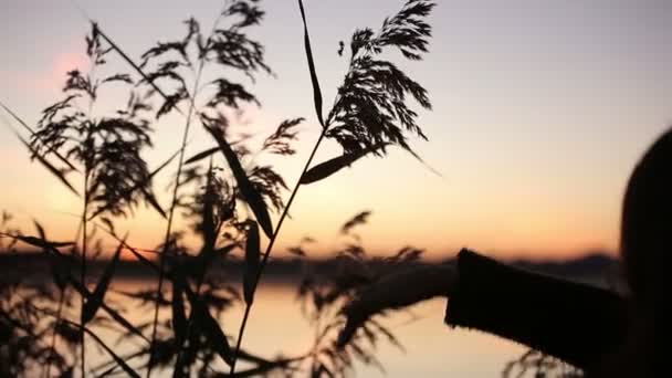Закрыть юную симпатичную брюнетку, играющую с Грэссом, наблюдающим за восходом солнца над озером — стоковое видео