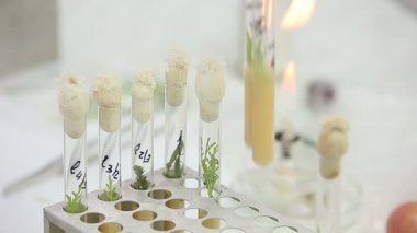 Mikrobiyolojik laboratuvar çalışma test tüpleri ile