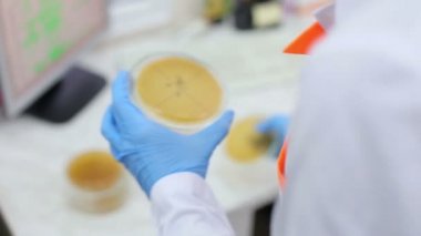 Mikrobiyoloji laboratuvar çalışmaları, petri kabına