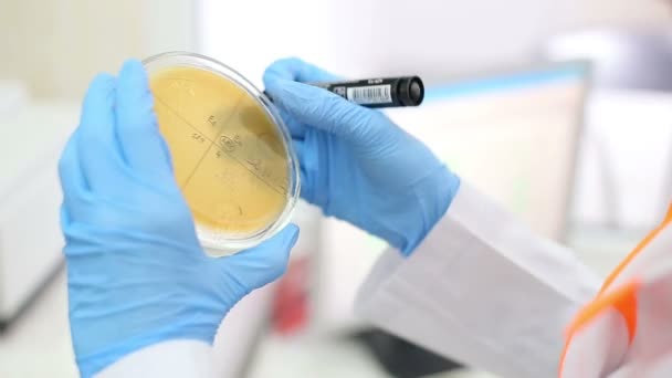 Laboratório de microbiologia, placa de Petri — Vídeo de Stock