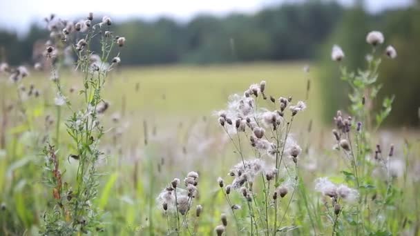 Wind bläst fedrigen Pappus und übertriebene Feldblumen weg — Stockvideo
