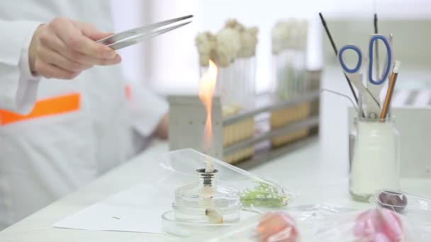 Trabajos microbiológicos de laboratorio con tubos de ensayo — Vídeo de stock