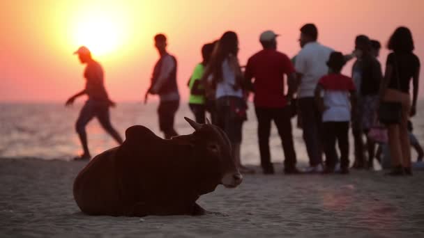 Vache reposant sur la plage — Video