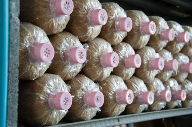 Mantar yumurtası blokları kapalı bir sera sisteminde işlenmiştir..