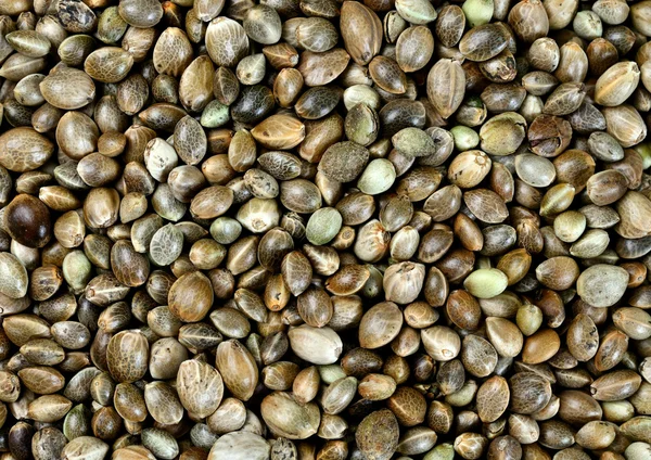 Семена конопли на заднем плане Стоковое Фото