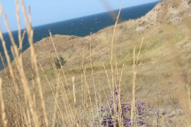 Denizin arka planında mor çiçekler