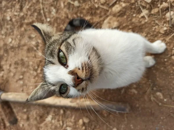 かわいい猫の白い動物の目 — ストック写真