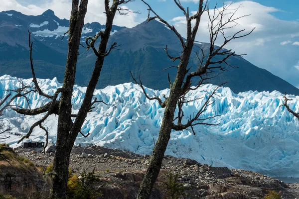 Νεκρά δέντρα με τον παγετώνα Perito Moreno στο φόντο — Φωτογραφία Αρχείου