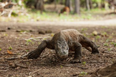 Komodo ejderhası çatallı dili ile yürüyor.