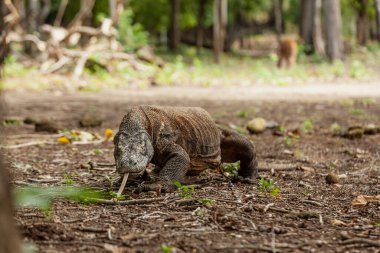Komodo ejderhası çatallı dili ile yürüyor.