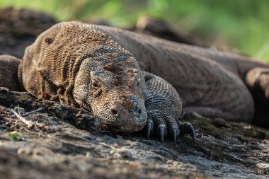 Komodo adasındaki Komodo ejderhasının yakın çekimi.