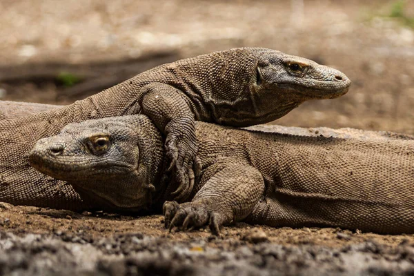 Dos dragones de Komodo están luchando en la isla de Komodo — Foto de Stock