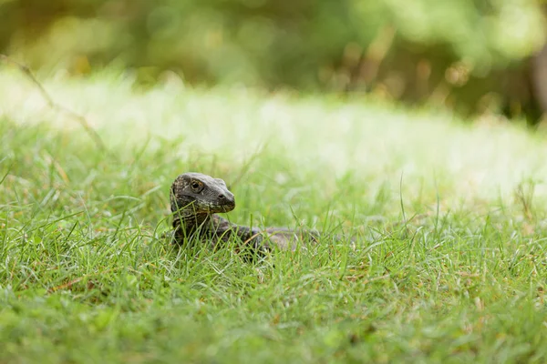 Close-up de dragão de Komodo na grama — Fotografia de Stock