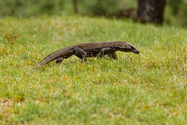 Dragão Komodo andando na grama — Fotografia de Stock