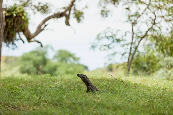 Komodo δράκος περπάτημα στο γρασίδι — Φωτογραφία Αρχείου