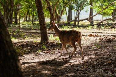 Rusa geyiği Komodo ejderhalarının ana avıdır.