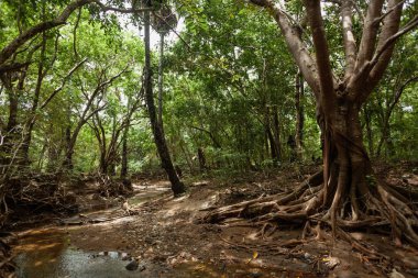 Komodo adaları ormanında kökeni ortaya çıkmış bir ağaç.