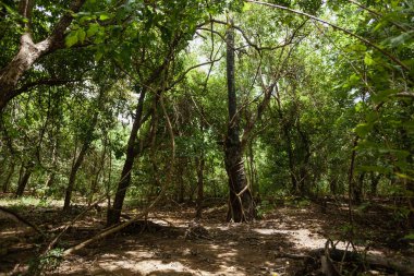 Komodo Adası 'nın sık ormanları