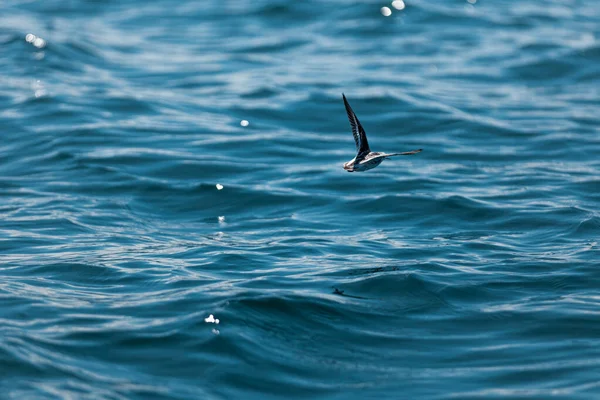 Ein Vogel fliegt tief über die Wasseroberfläche — Stockfoto