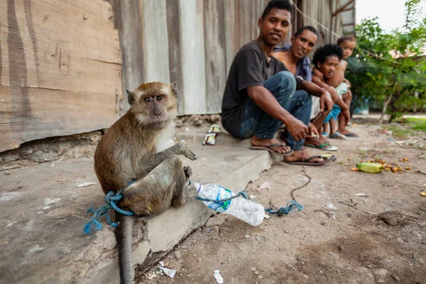 Ein Affe auf der Straße mit einem gebundenen Seil — Stockfoto