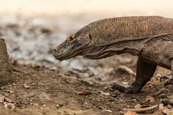 Vista de close-up do dragão de Komodo — Fotografia de Stock