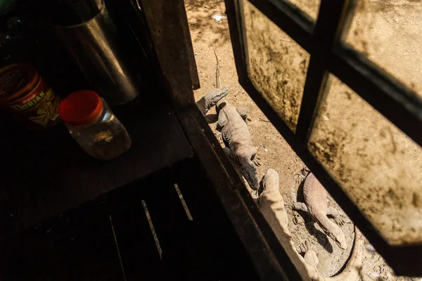 Komodói sárkányok a sárban Komodo szigetén — Stock Fotó