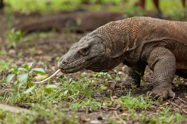 Dragón Komodo caminando con su lengua bifurcada hacia fuera — Foto de Stock