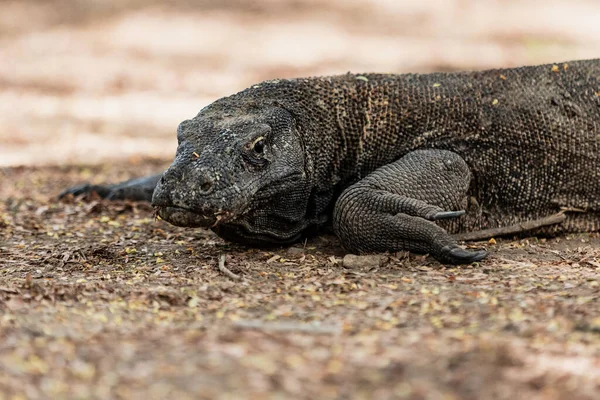 Dragón de Komodo está acostado en el suelo — Foto de Stock
