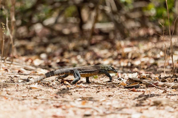 Bebé Komodo dragón caminando en la selva — Foto de Stock