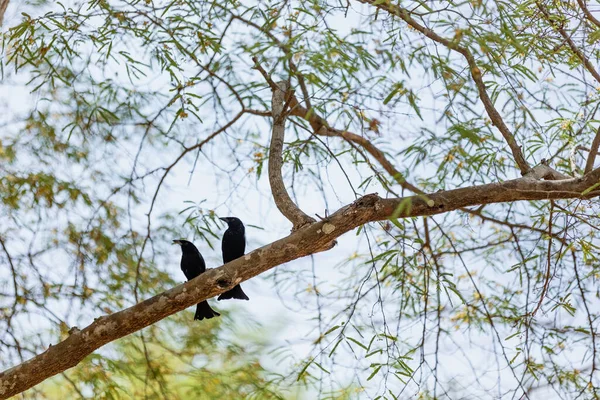 Cuervos sentados en una rama de árbol —  Fotos de Stock