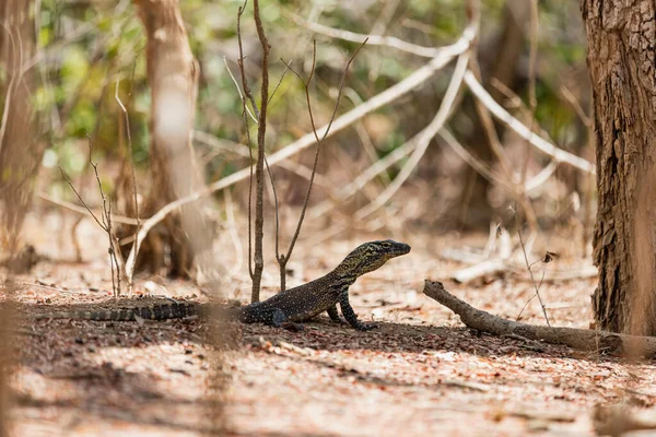 Bebé Komodo dragón en su hábitat natural — Foto de Stock