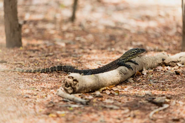 Bebé Komodo dragón apoyado en el tronco — Foto de Stock