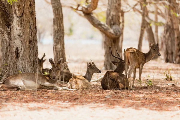 Herten rusten naast de boom. — Stockfoto