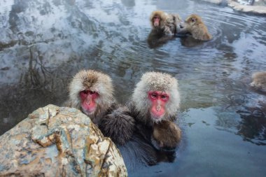 Japon kar maymunları kışın sıcak baharda banyo yapıyor
