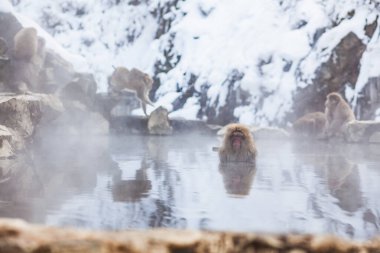 Japon kar maymunları kışın sıcak baharda banyo yapıyor
