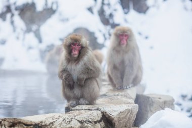 Japon kar maymunları taşın üzerinde oturuyor. 