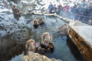Japon kar maymunları kışın sıcak baharda banyo yapıyor 