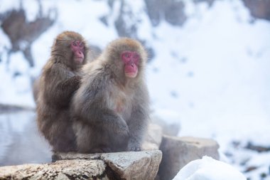 Japon kar maymunları kaplıcaların üstündeki kayanın üzerinde oturuyorlar.