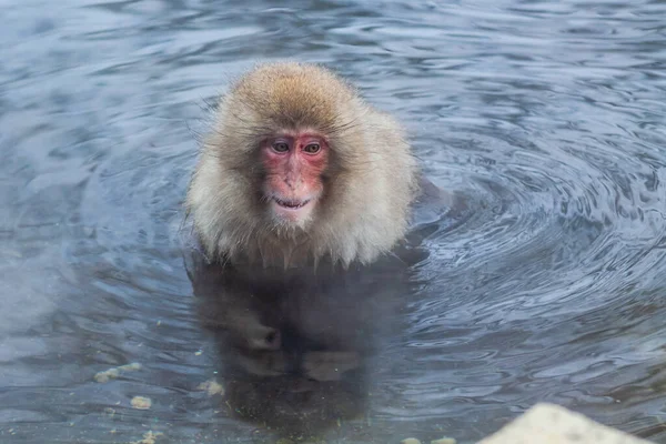 Японская снежная обезьяна улыбается во время купания в горячей воде — стоковое фото
