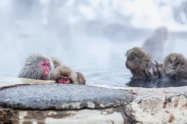 Японские снежные обезьяны, пропитанные горячей водой — стоковое фото