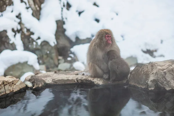 Японская снежная обезьяна мать и ребенок сидят на камне — стоковое фото