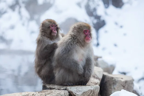 Японские снежные обезьяны сидят на камне над горячими источниками — стоковое фото