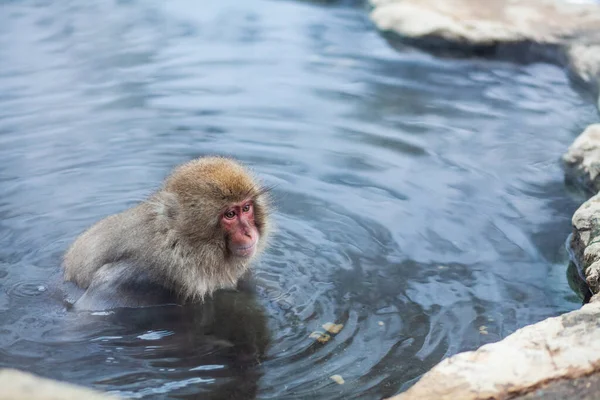 Японская снежная обезьяна зимой купается в горячей воде — стоковое фото