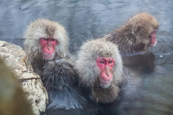 Macacos de neve japoneses mergulhando na água termal — Fotografia de Stock