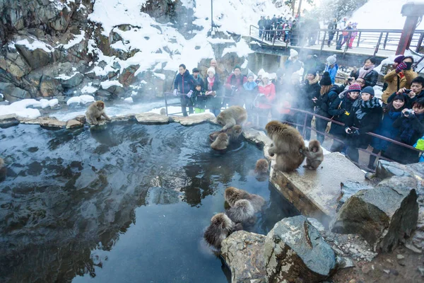 Turistler Japon kar maymunlarına bakıyor.