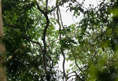 Kibale Ulusal Parkı, Uganda 'nın yağmur ormanlarında aslanlar