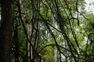 Kibale Ulusal Parkı, Uganda 'nın yağmur ormanlarında birbirine dolanmış lianalar.